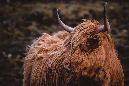 brown selective focus photo of brown yak bull