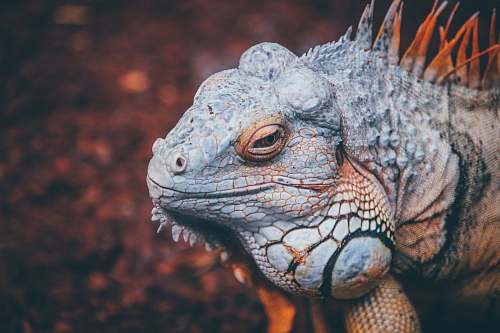 lizard selective focus photo of gray and brown reptile iguana