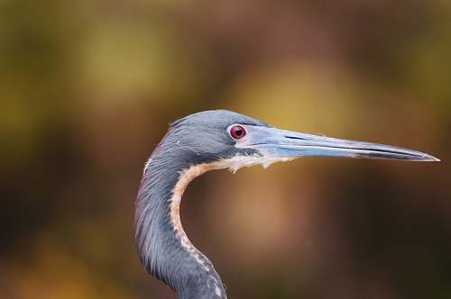 bird selective focus photo of gray bird waterfowl
