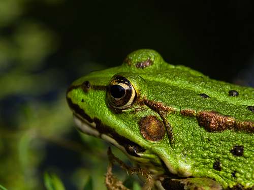 reptile selective focus photo of green frog lizard