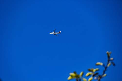 bird selective focus photo of white airliner flying