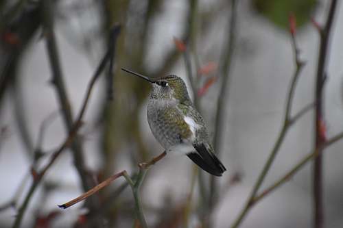 bird selective-focus photograph of long-beaked bird hummingbird