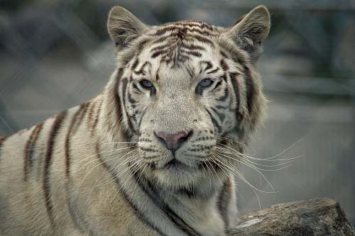 mammal selective-focus photograph of tiger tiger