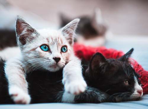 cat selective focus photography brown cat lying over black cat kitten