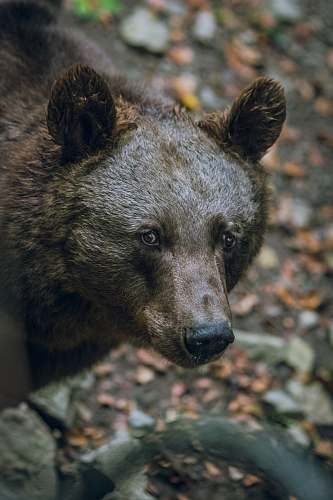 bear selective focus photography of a black bear wildlife