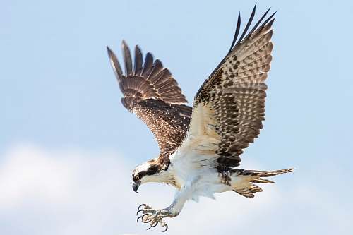 bird selective focus photography of bald eagle hawk