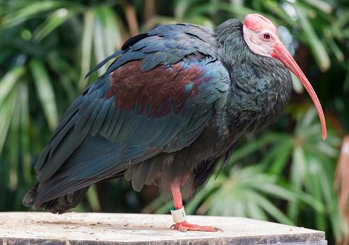 bird selective focus photography of bald ibis vulture