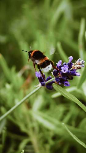 apidae selective focus photography of bee hovering on purple flower during daytime bee