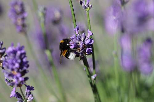 insect selective focus photography of bee apidae