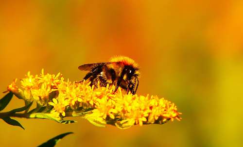 bee selective focus photography of bee on yellow flower invertebrate
