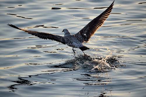 bird selective focus photography of bird above water during daytime water