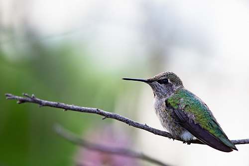 bird selective focus photography of bird on tree branch hummingbird