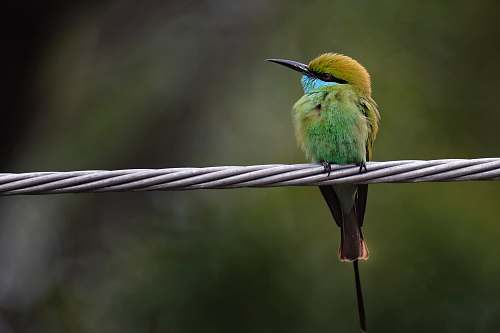 bird selective focus photography of bird perching on gray rope cantt
