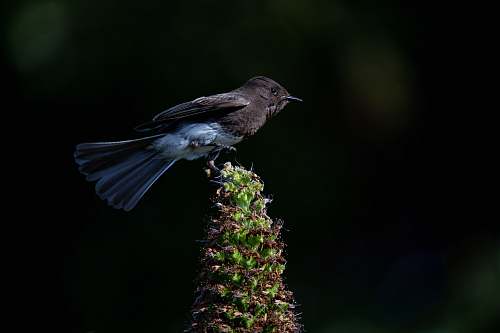 bird selective-focus photography of bird perching on plant jay