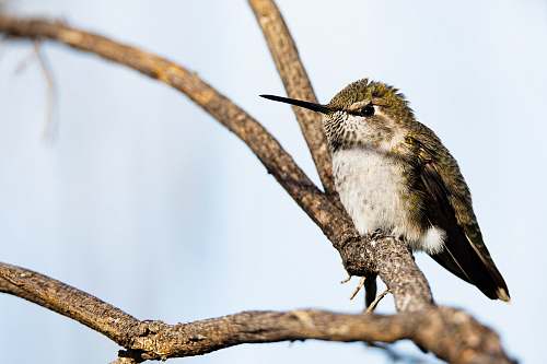 bird selective-focus photography of bird perching on tree hummingbird