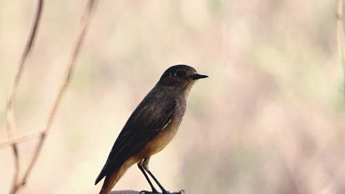 bird selective focus photography of black and brown bird during daytime jay