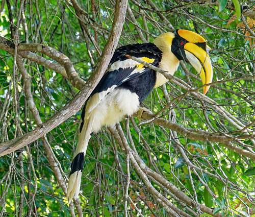 bird selective focus photography of black and brown bird on tree pangkor laut island