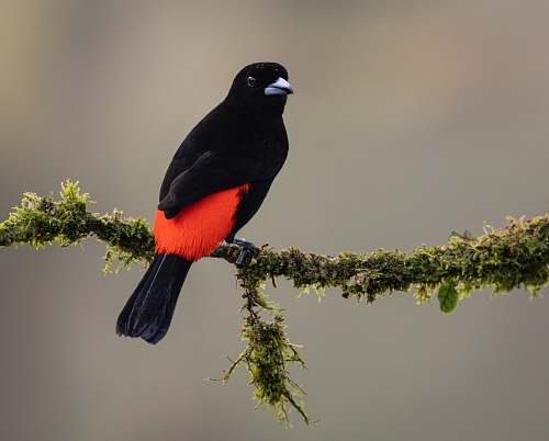 bird selective focus photography of black and red bird agelaius
