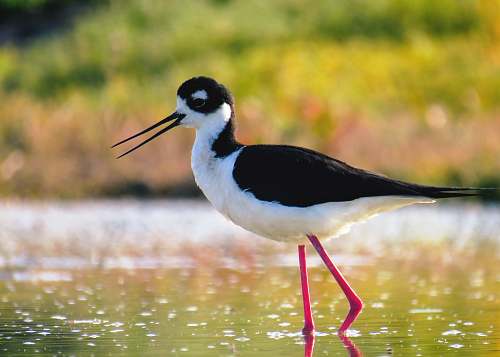 bird selective focus photography of black and white bird on water beak