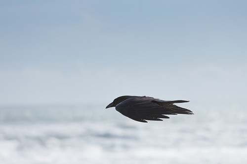 bird selective focus photography of black bird flying in mid air crow