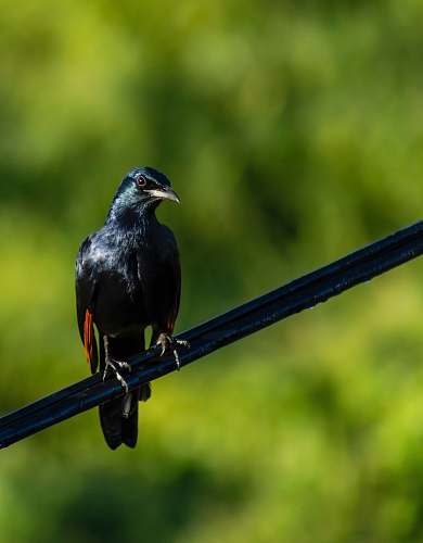 bird selective focus photography of black bird on black cable agelaius