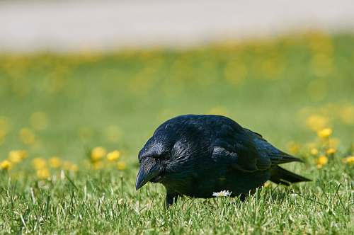 bird selective focus photography of black bird on green grass plant