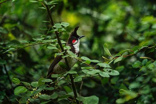 bird selective focus photography of black bird perch on green tree india