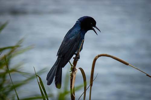 bird selective-focus photography of black bird perching on stick florida
