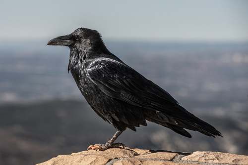 bird selective focus photography of black crow crow