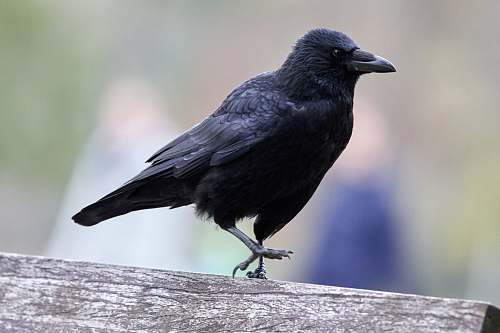 bird selective focus photography of black crow on brown wood crow
