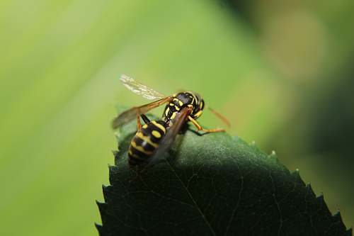 andrena selective focus photography of black wasp bee
