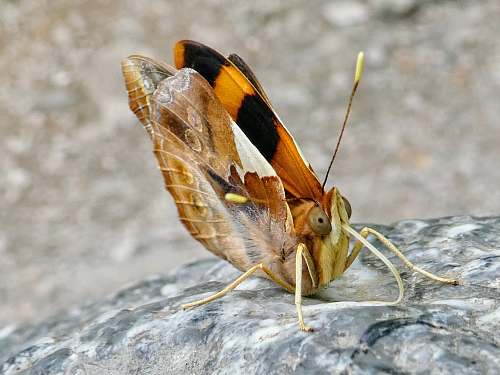 insect selective focus photography of brown and black butterfly invertebrate