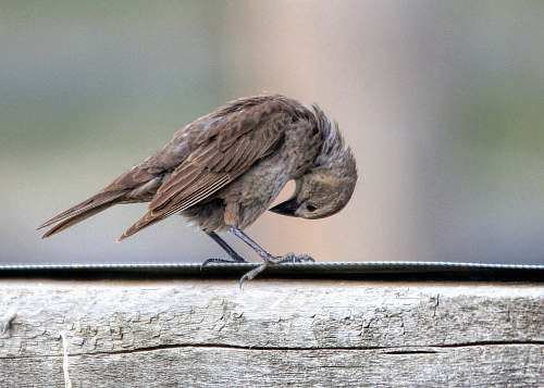 anthus selective focus photography of brown bird agelaius