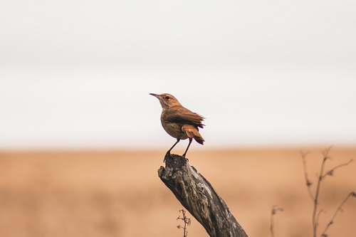 bird selective focus photography of brown bird on tree brach anthus