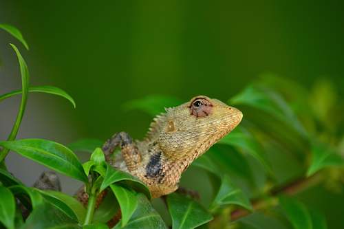 lizard selective focus photography of brown chameleon reptile