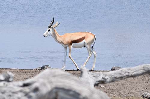 mammal selective focus photography of brown deer beside body of water antelope