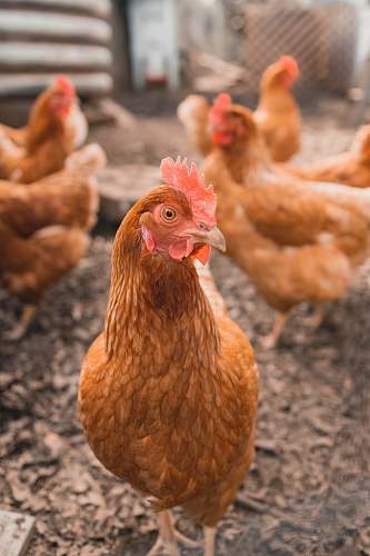chicken selective focus photography of brown hen poultry