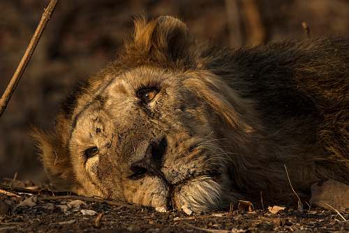 mammal selective focus photography of brown lion lion