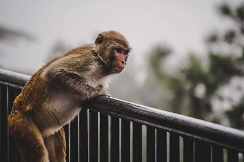 mammal selective focus photography of brown monkey monkey