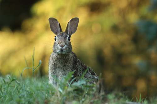 rabbit selective focus photography of brown rabbit hare