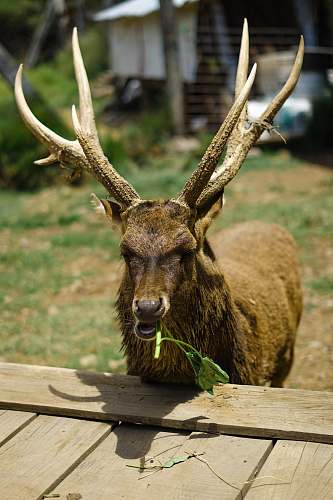 deer selective focus photography of deer eating grass elk