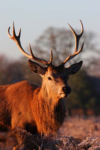 mammal selective focus photography of deer deer