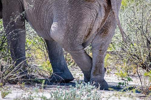 wildlife selective focus photography of elephant elephant