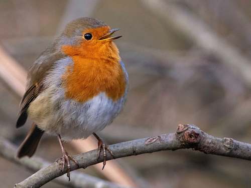 bird selective focus photography of Europian Robin bird robin