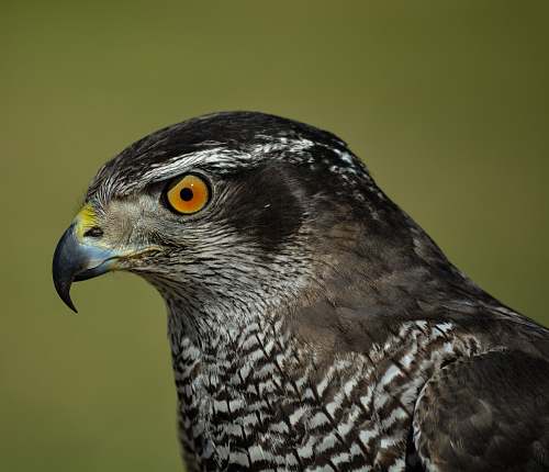 bird selective focus photography of falcon hawk