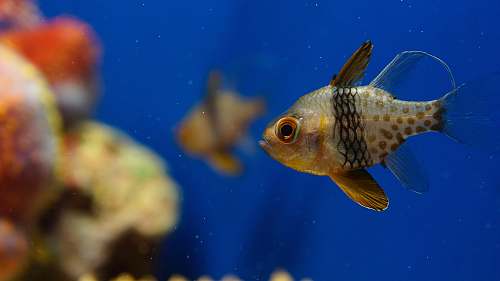 fish selective focus photography of fish water