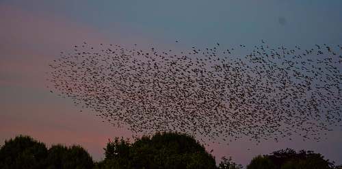 flock selective focus photography of flock of bird flying on sky during sunset grey