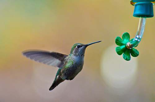 bird selective focus photography of flying hummingbird hummingbird