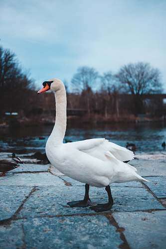bird selective focus photography of goose swan