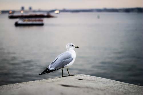 bird selective focus photography of gray and white bird on concrete pavement near body of water seagull
